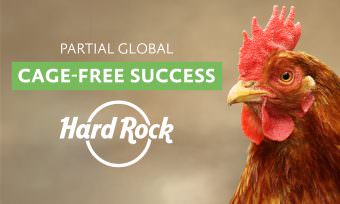 Partial success: Hard rock without cage eggs