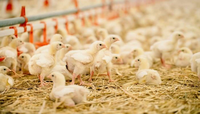 Broiler chicken