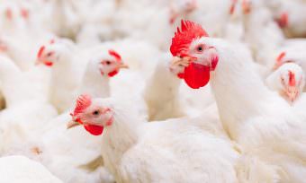 Globus Joins Chicken Commitment