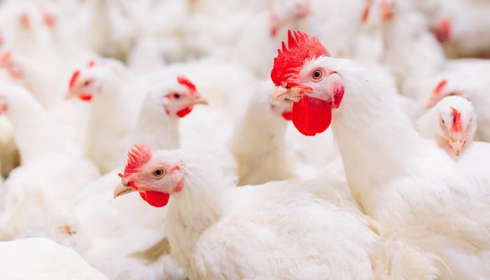 broiler chicken