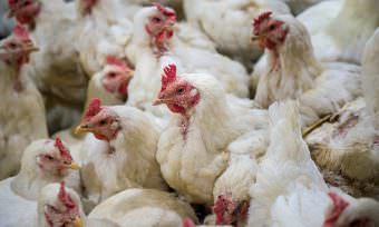 Aramark joins European Chicken Commitment