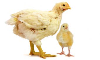 Latest achievements for broiler chickens
