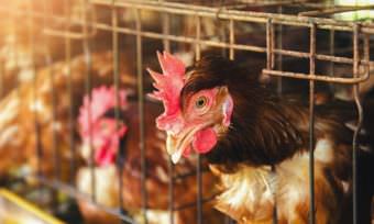 More Than 100 Global Cage-Free Commitments
