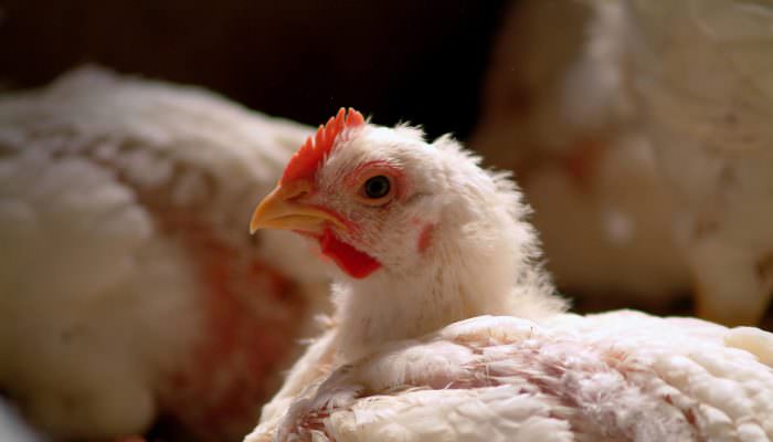 Broiler chicken