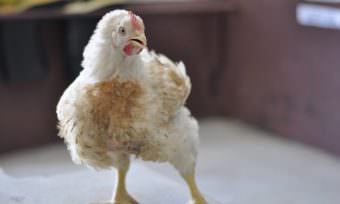 Many Supermarkets Join Chicken Commitment