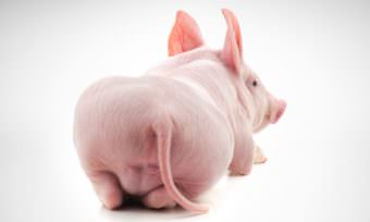 Castration of Piglets Only with Anesthesia